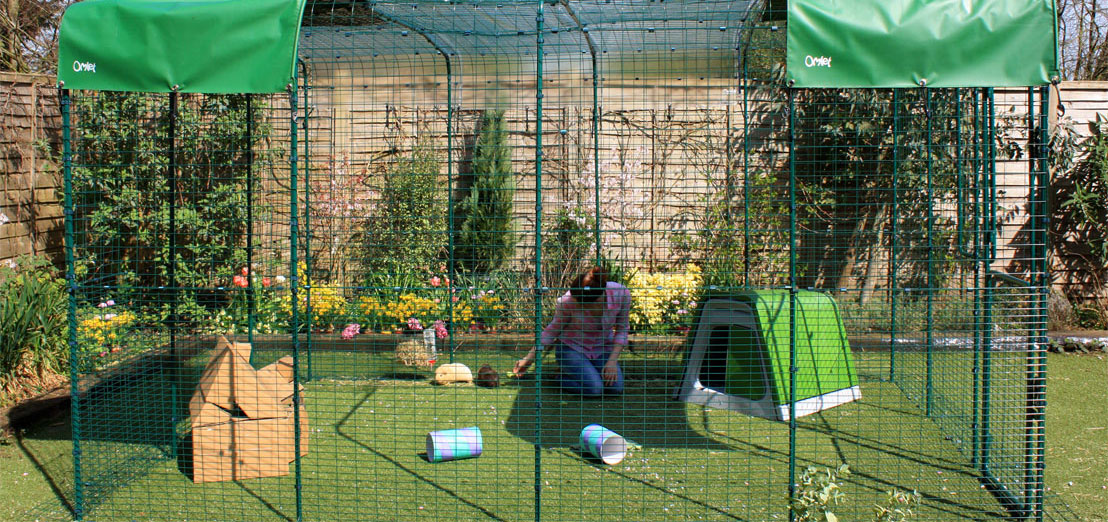 An extended 9ft x 13ft x 6ft Outdoor Guinea Pig Run will give your pets lots of space to run around in.