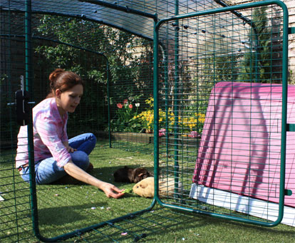 The Low-Rise Outdoor Guinea Pig Enclosure has a large door, giving easy access to your pet guinea pigs.