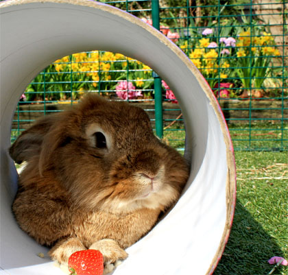 Your pet rabbit will be happy and safe in its Outdoor Bunny Run. 