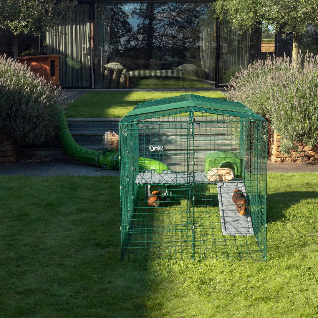 Zippi Guinea Pig Platforms panels with Purple Shelter Omlet