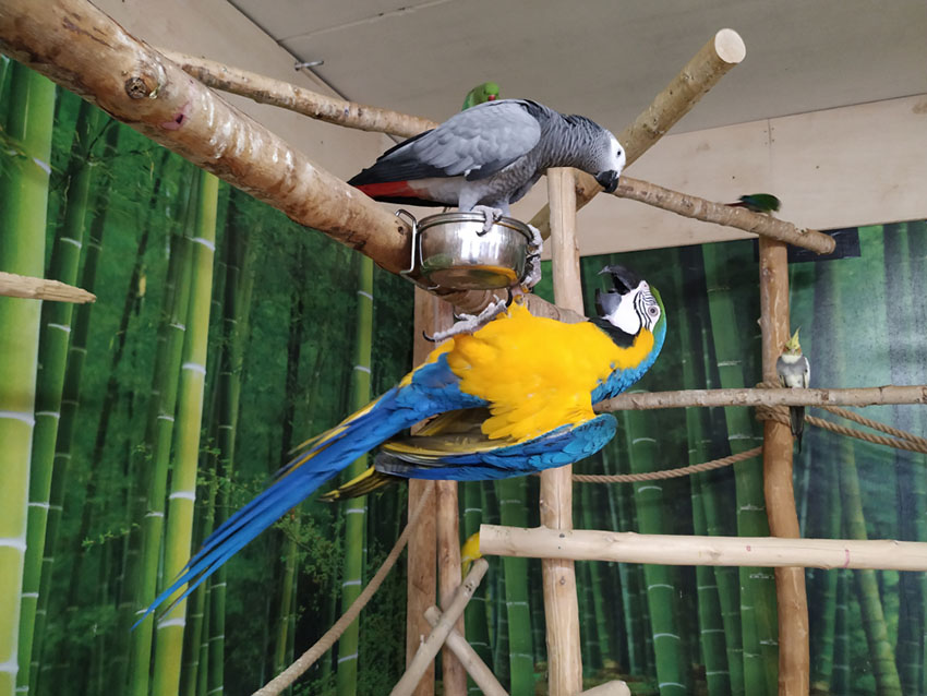 African Grey and Blue and yellow macaw