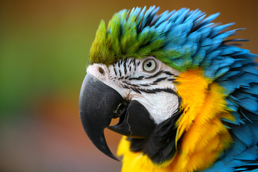 Blue and yellow macaw talking 