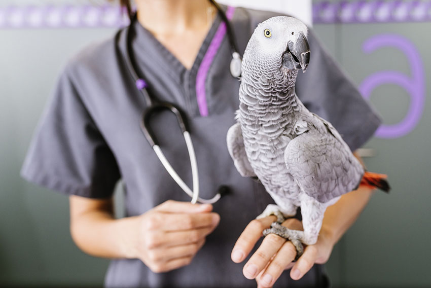 Grey Parrot with vet