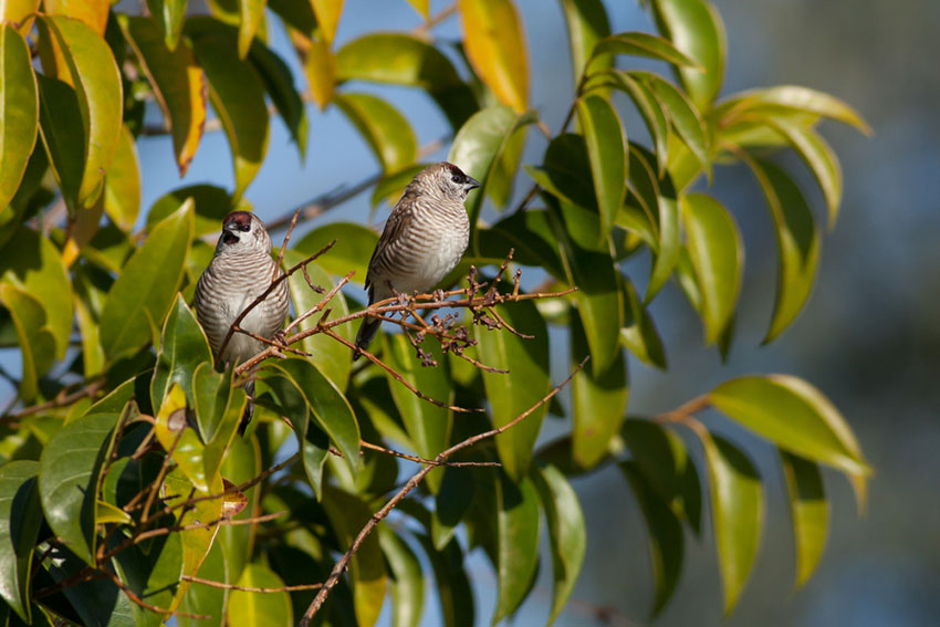 Plum-headed finch pair