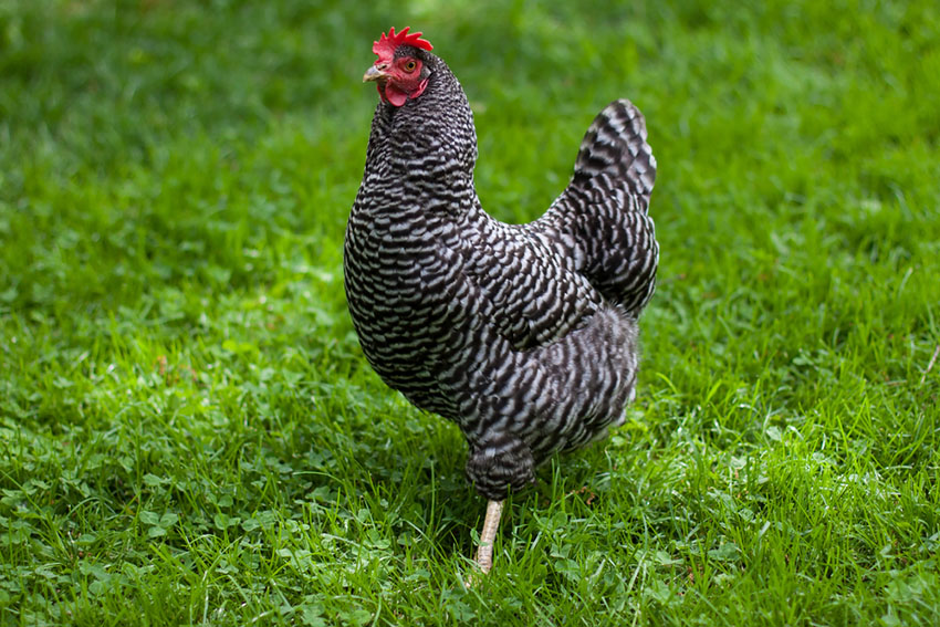 Plymouth Rock hen