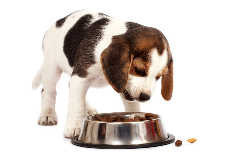 Puppy beagle eating food from bowl
