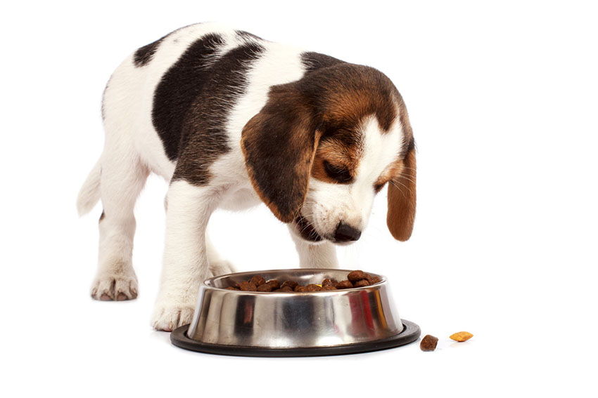 why do puppies stomachs bloat after eating