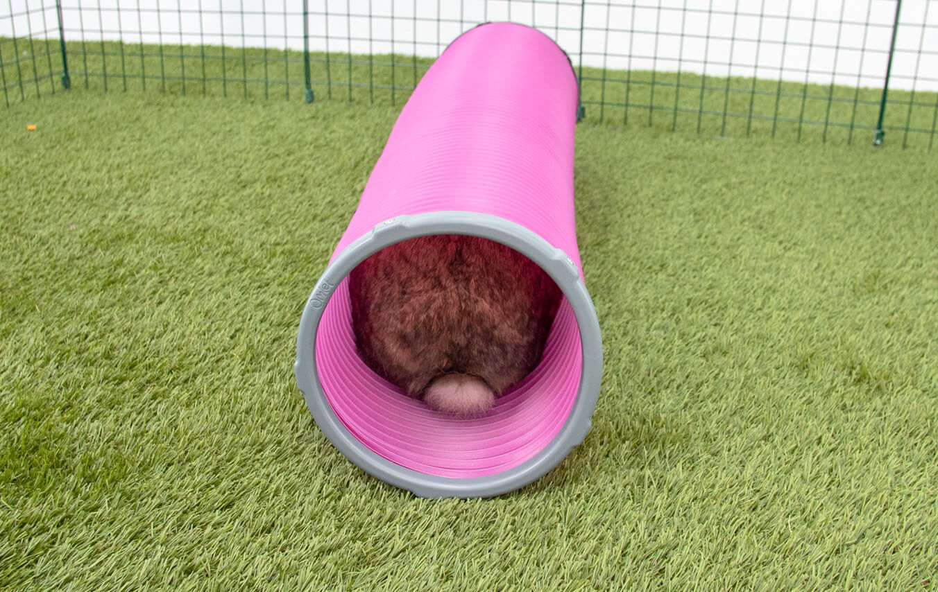 Cat Fun Run Tunnel