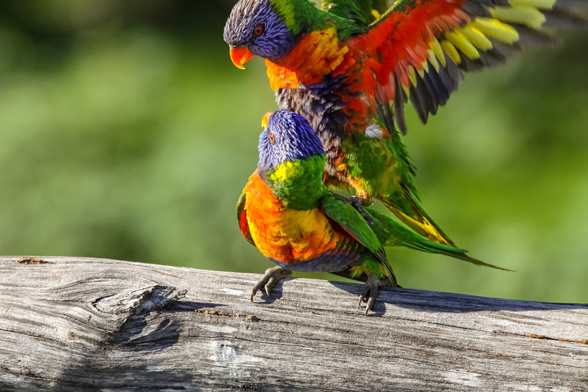 Rainbow lorikeets mating
