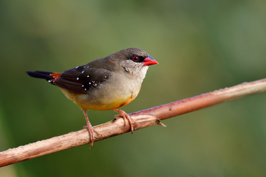 Strawberry finch female