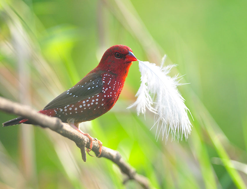 Strawberry Finch