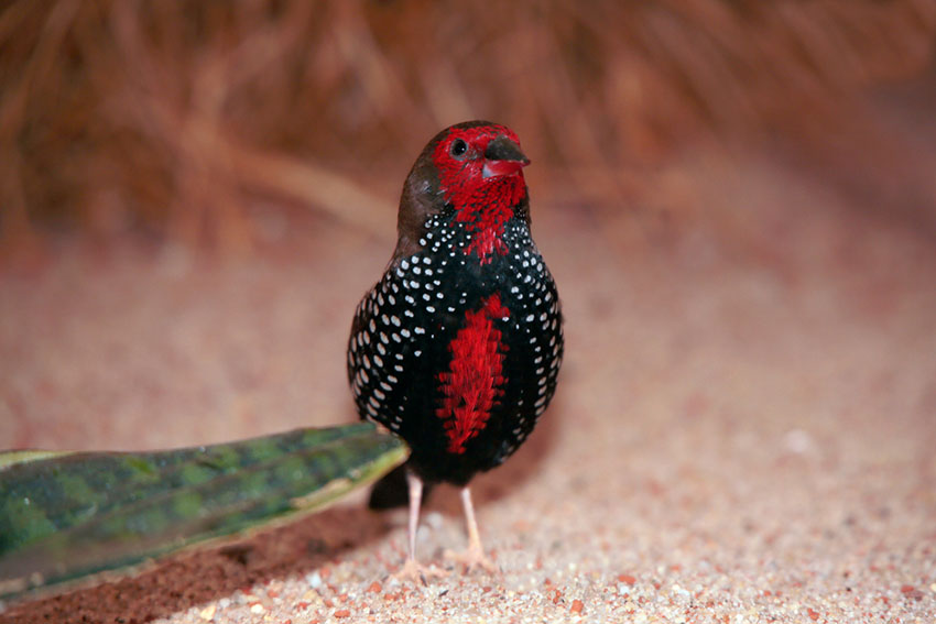 strawberry finch on aviary floor