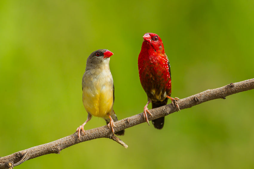 strawberry-finch