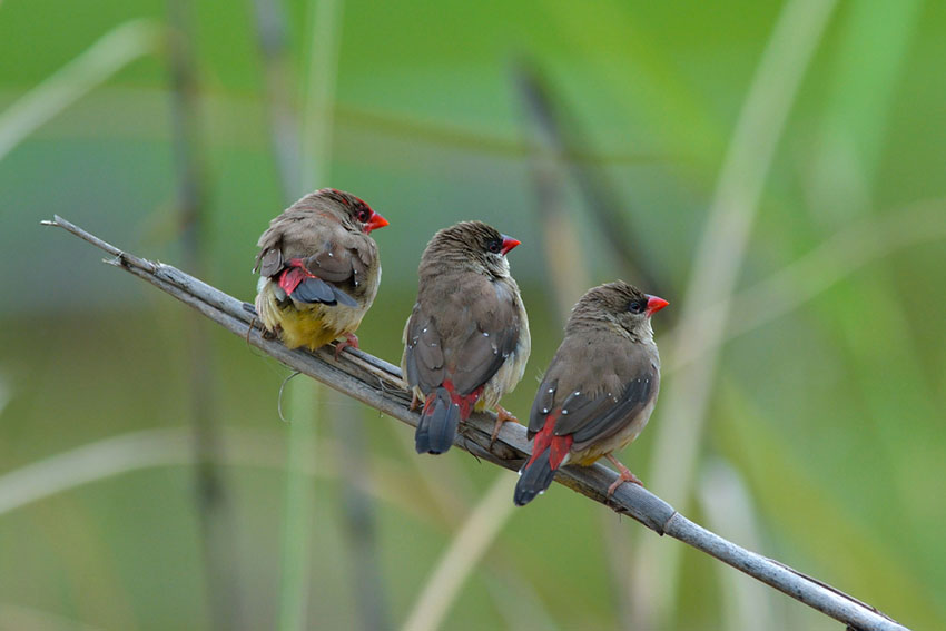 Strawberry finch males