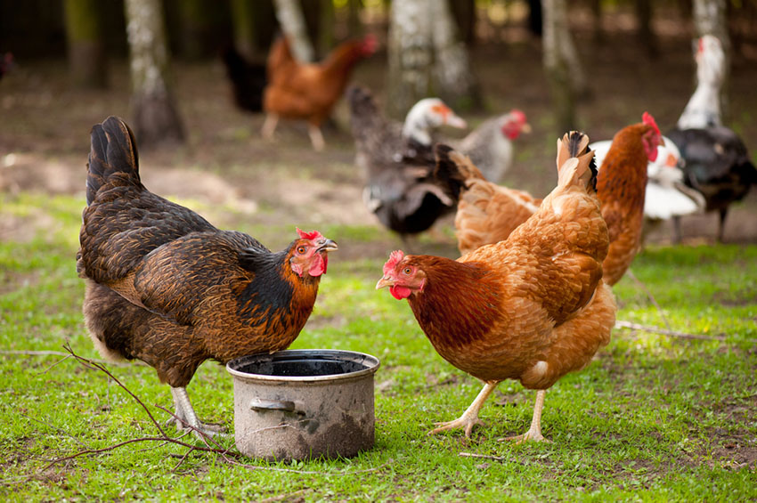 Rhode Island Red hens drinking water