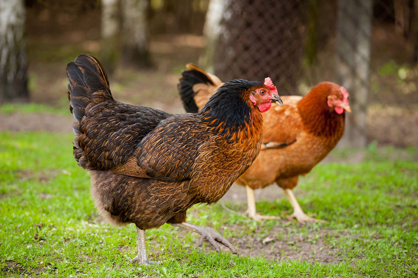 Rhode Island Red hens free range