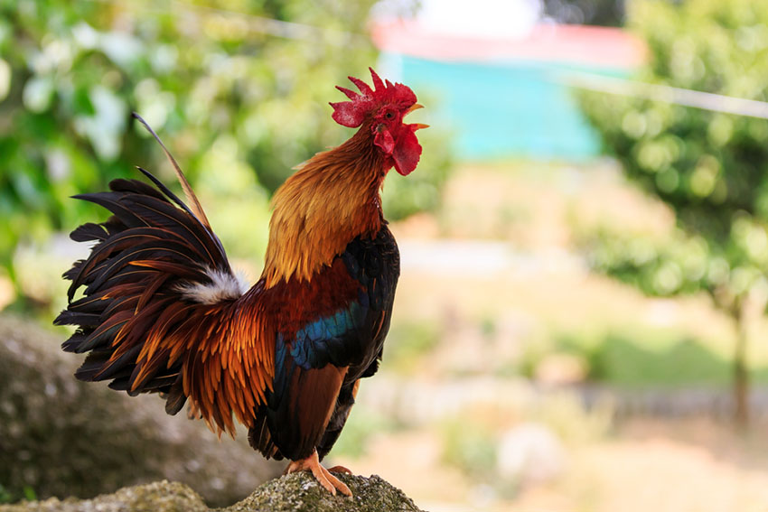 Rooster crowing