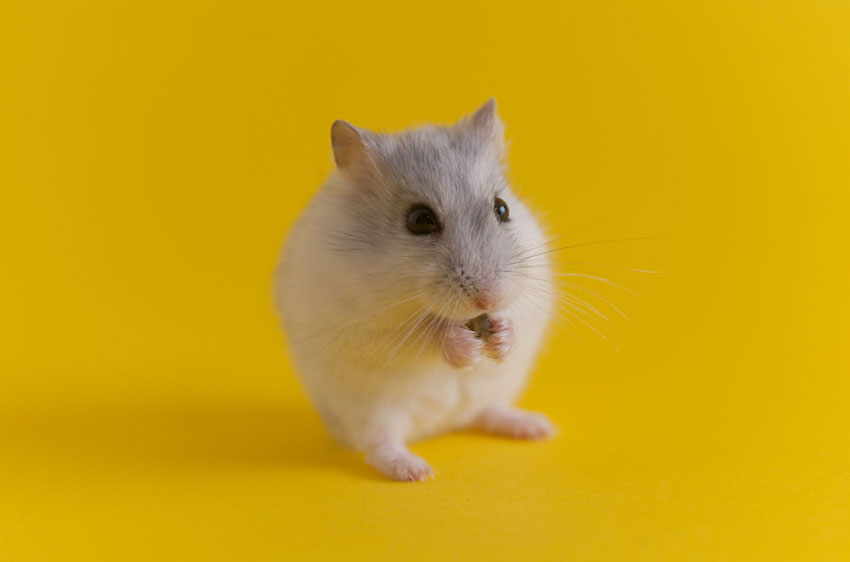 The Fascinating Variety of Syrian Hamster Colors