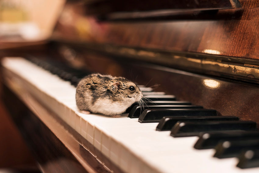 hamster proofing rooms