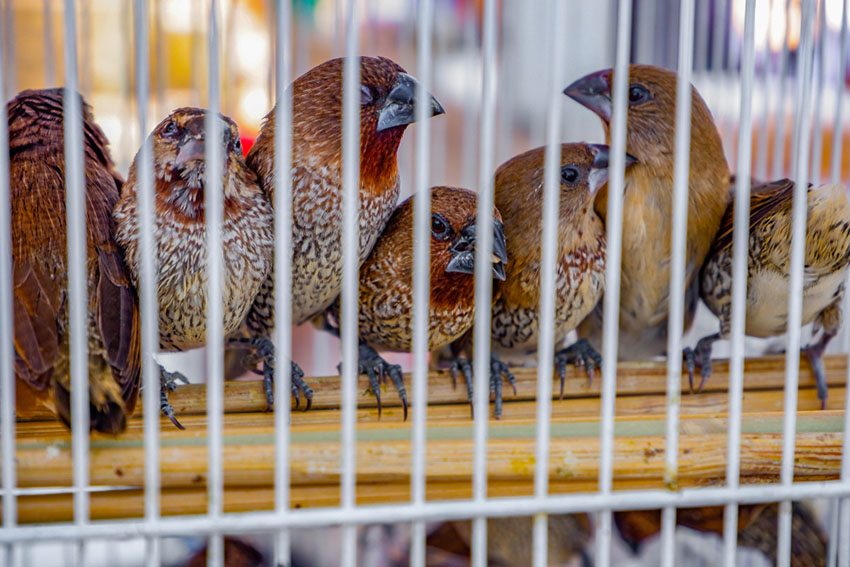 Scaly-breasted Munia