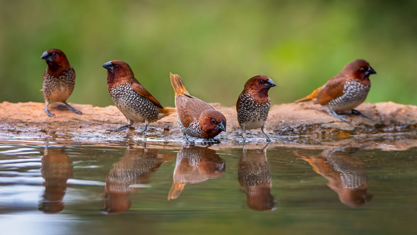 Scaly-breasted munia or spice finch
