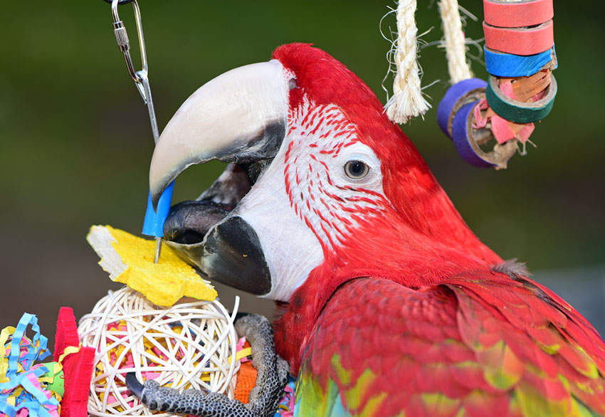 Scarlet macaw chewing toy
