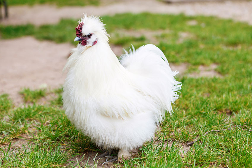 Silkie bantam