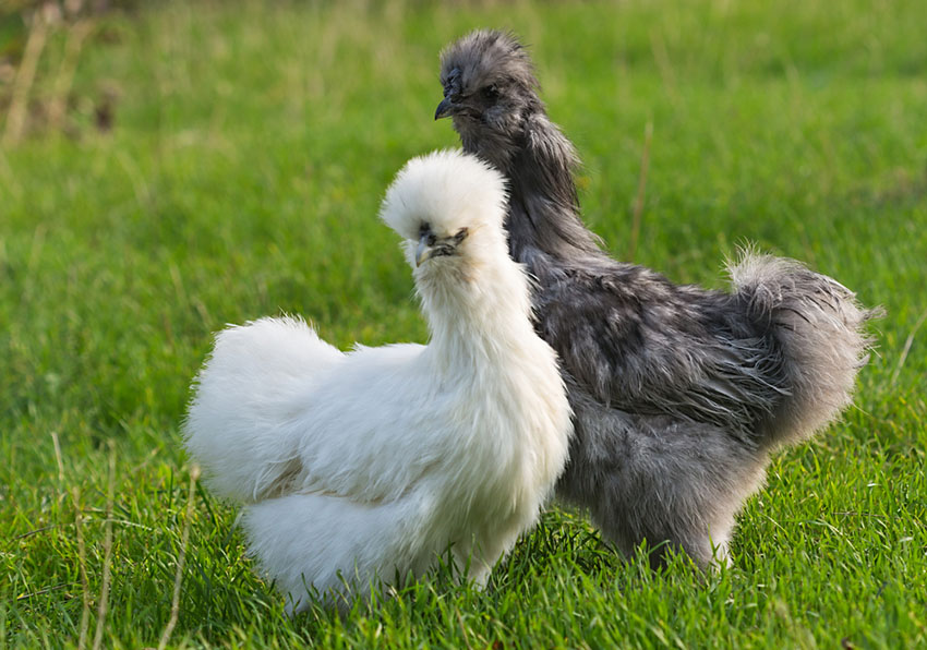 Silkie hen and rooster