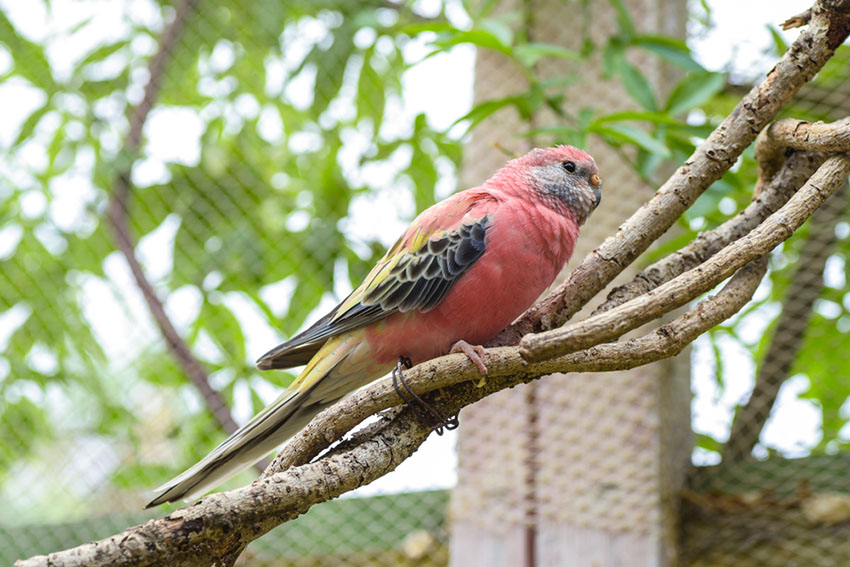 Bourkes parakeet