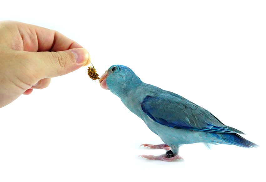 Pacific Parrotlet