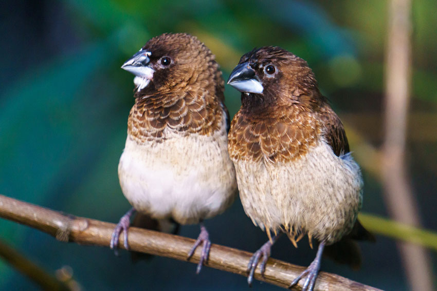 Bengalese Finches