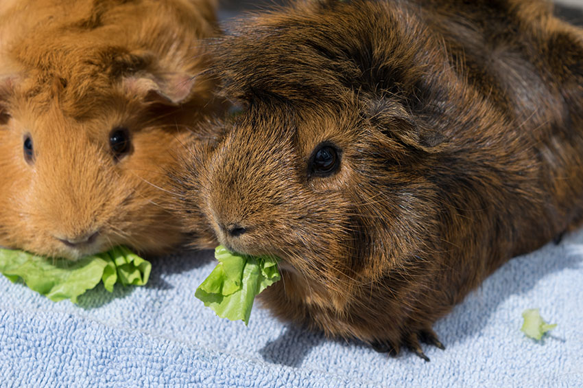 Guinea pig with fresh veg