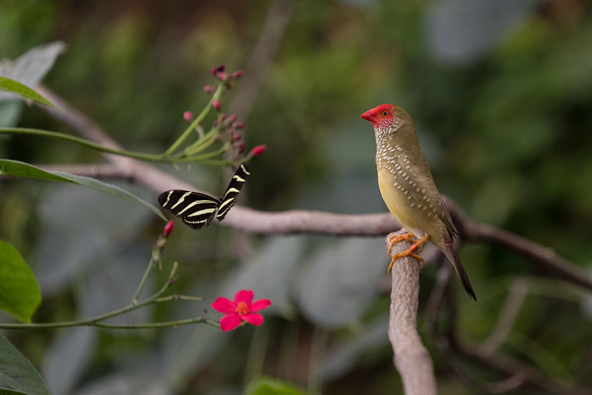 Star Finch in wild