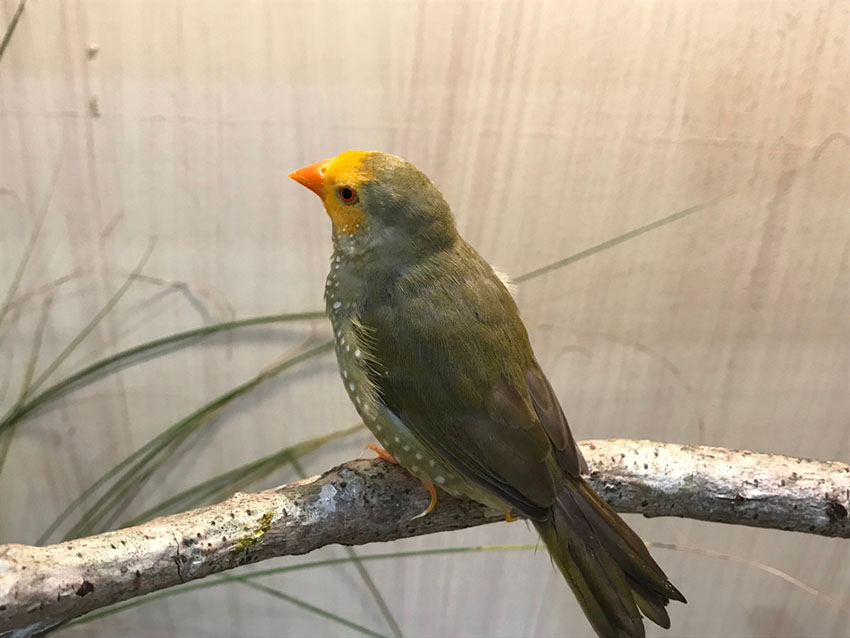 Star Finch - Yellow-headed variety