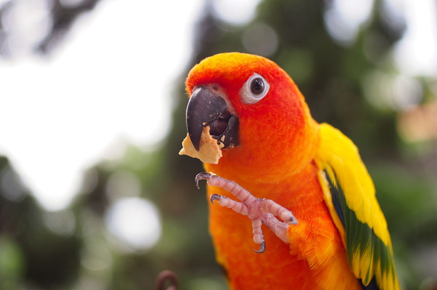 Sun Conure feeding