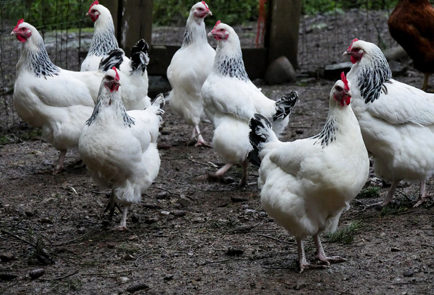 Pecking order is soon established in a chicken run