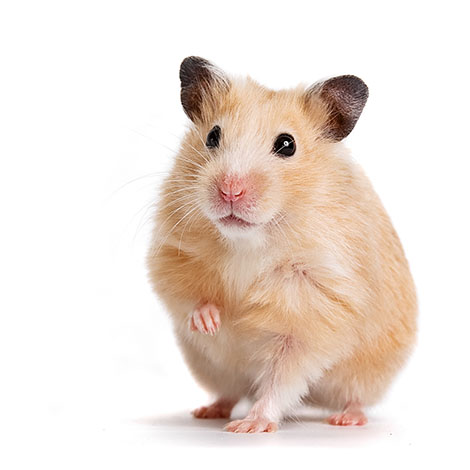 Syrian Hamster Care, Facts, Colors, Life Span - Shorthair & Longhaired