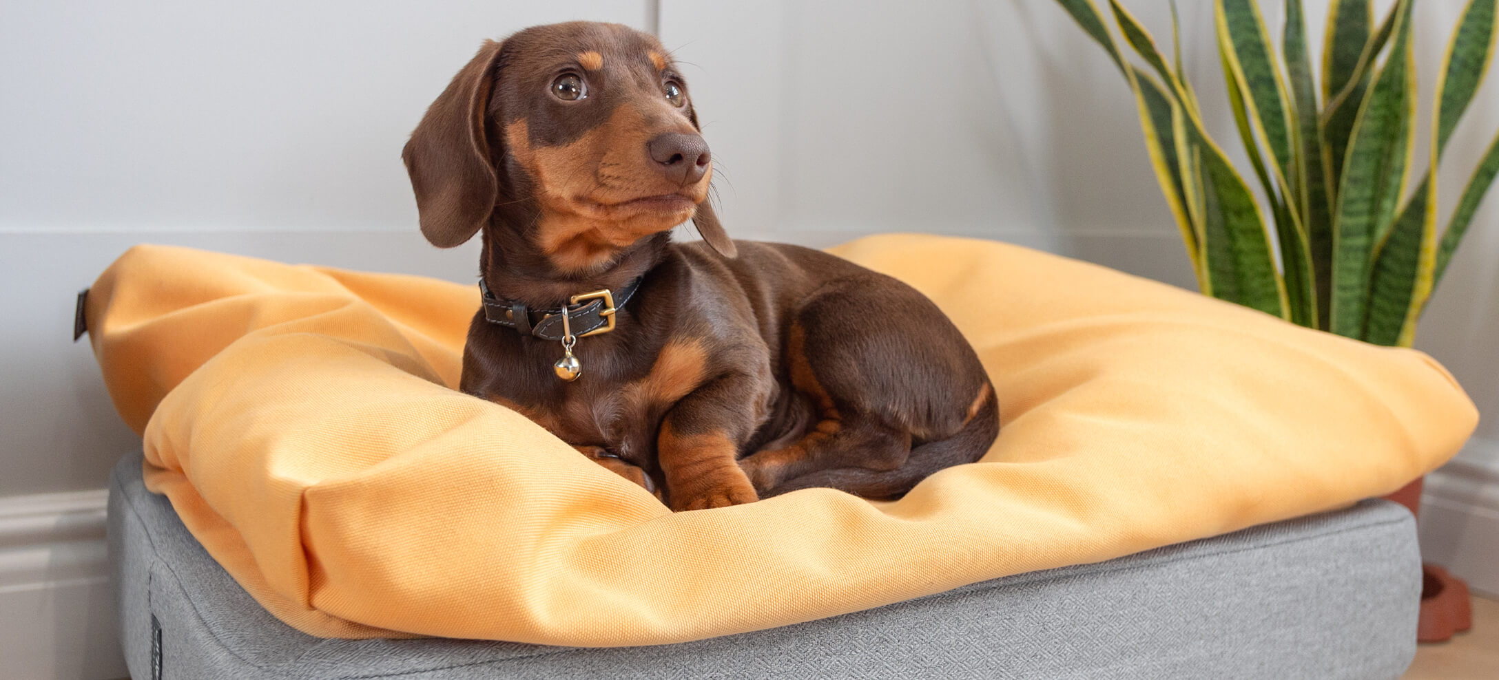 Pedigree dog breeds such as the Dachshund can cost thousands of dollars