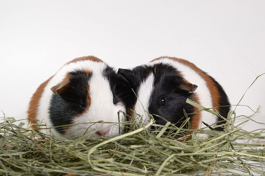 Tortoise and white guinea pigs