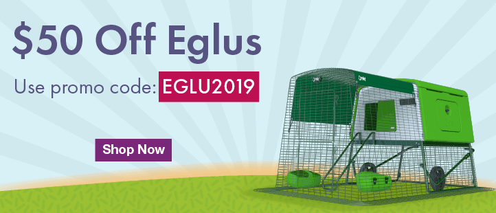 January Eglu Offer