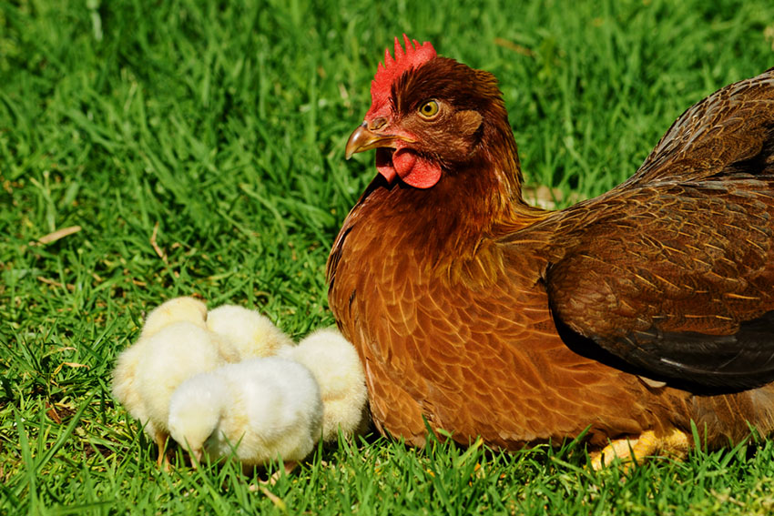 Welsummer hen and chicks