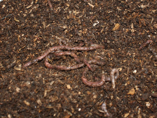 Worms are quick to burrow when exposed to light.