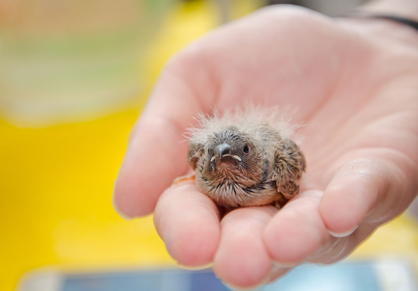 Zebra finch chick in hand