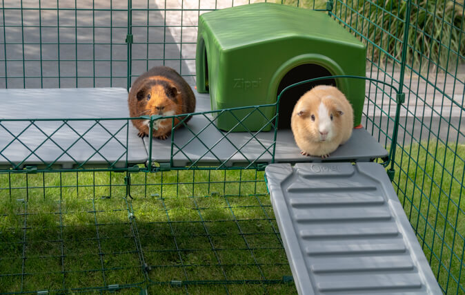 Rabbits Will Feel Secure Up High, and Safely Sheltered Below