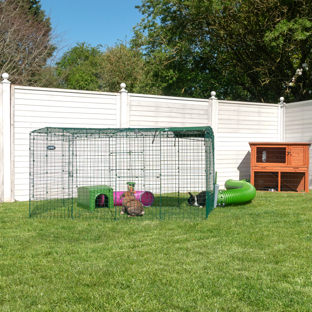 Rabbits in their Low-Rise Omlet Outdoor Rabbit Run