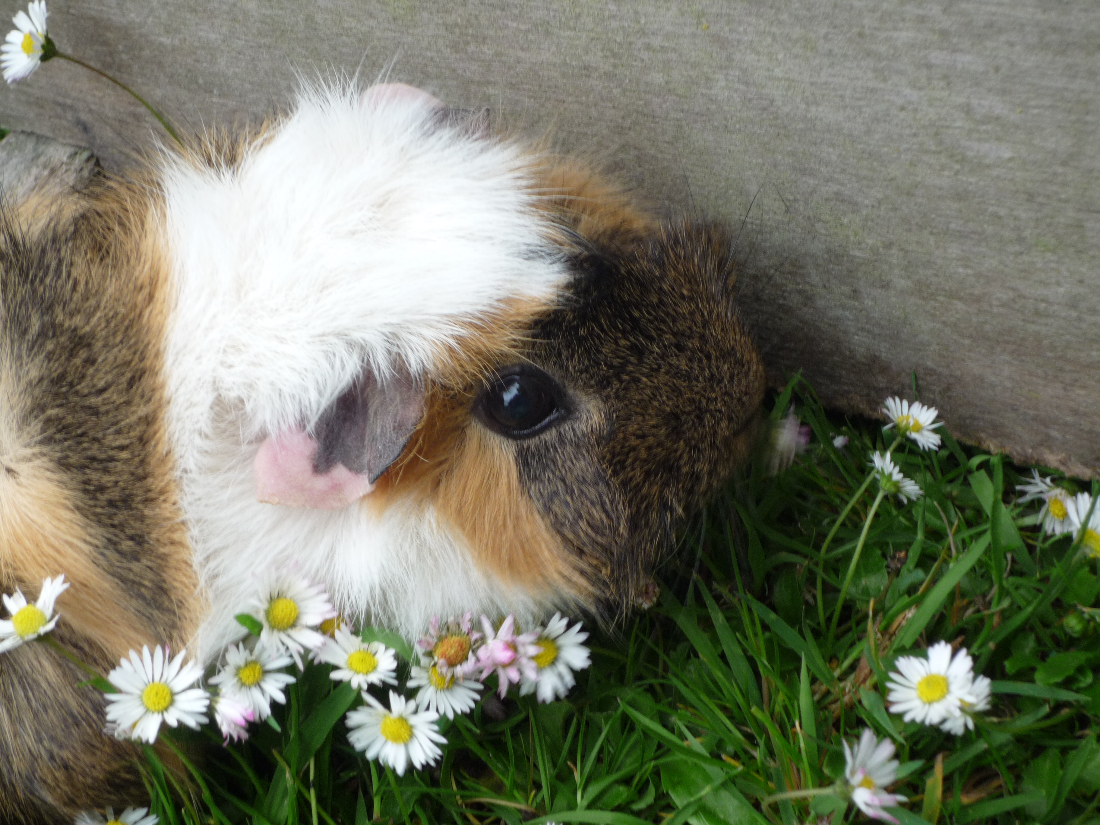Abyssinian For Sale | Guinea Pigs | Breed Information | Omlet Abyssinian For Sale | Guinea Pigs | Breed Information | Omlet