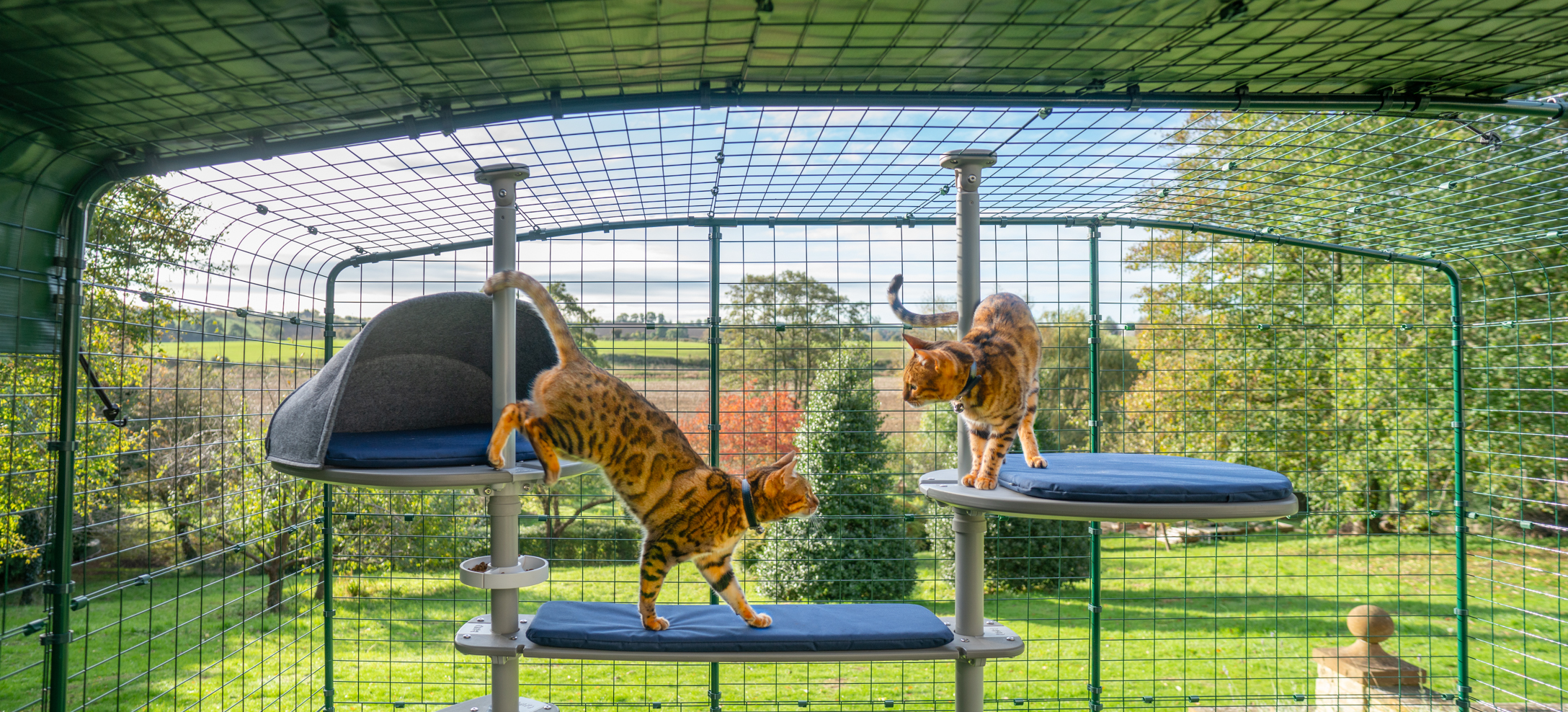 Cats climbing the Freestyle Outdoor Cat Tree in a Catio in the backyard