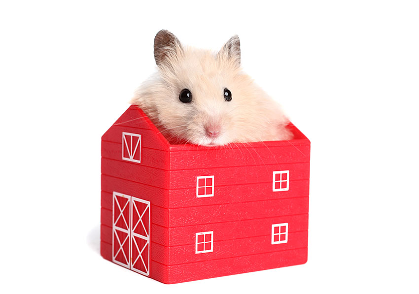 7 Reasons To Adopt A Hamster