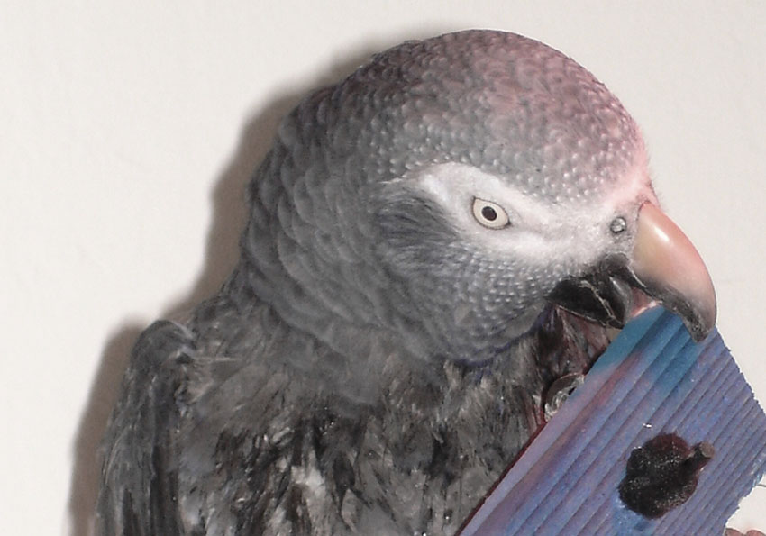 African Grey chewing