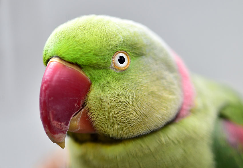 Alexandrine Parakeet